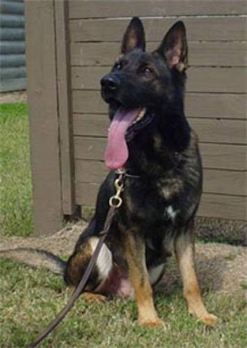 K9 Glock.php
