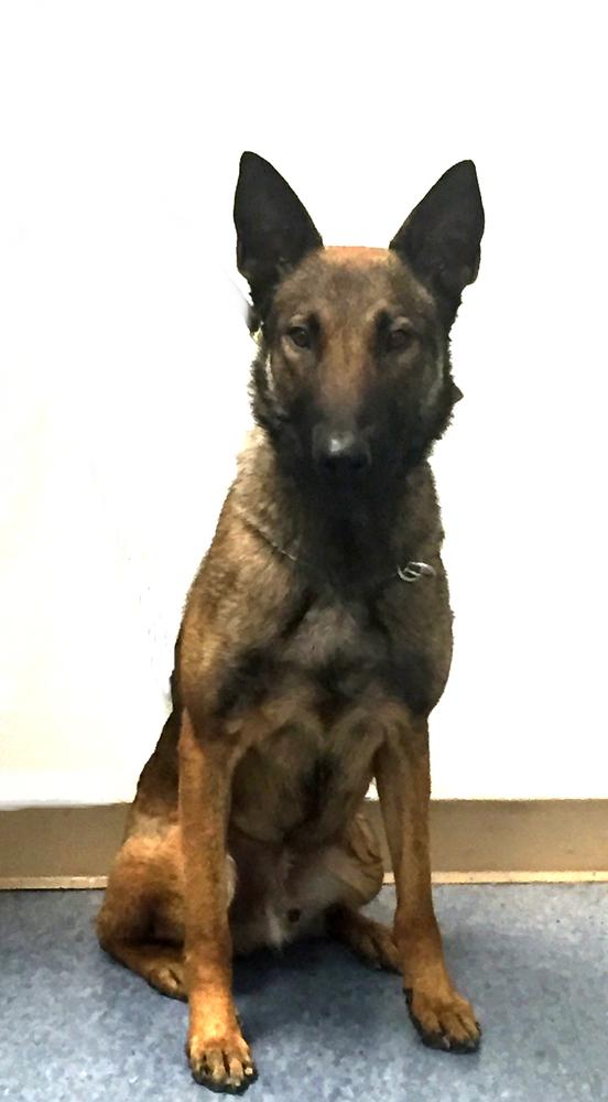 K9 Tom.php